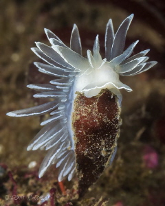 Dirona albolineata
Seattle, WA, U.S.A. by Tom Radio 